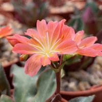 Lewisia cotyledon 'Galaxy Mix'